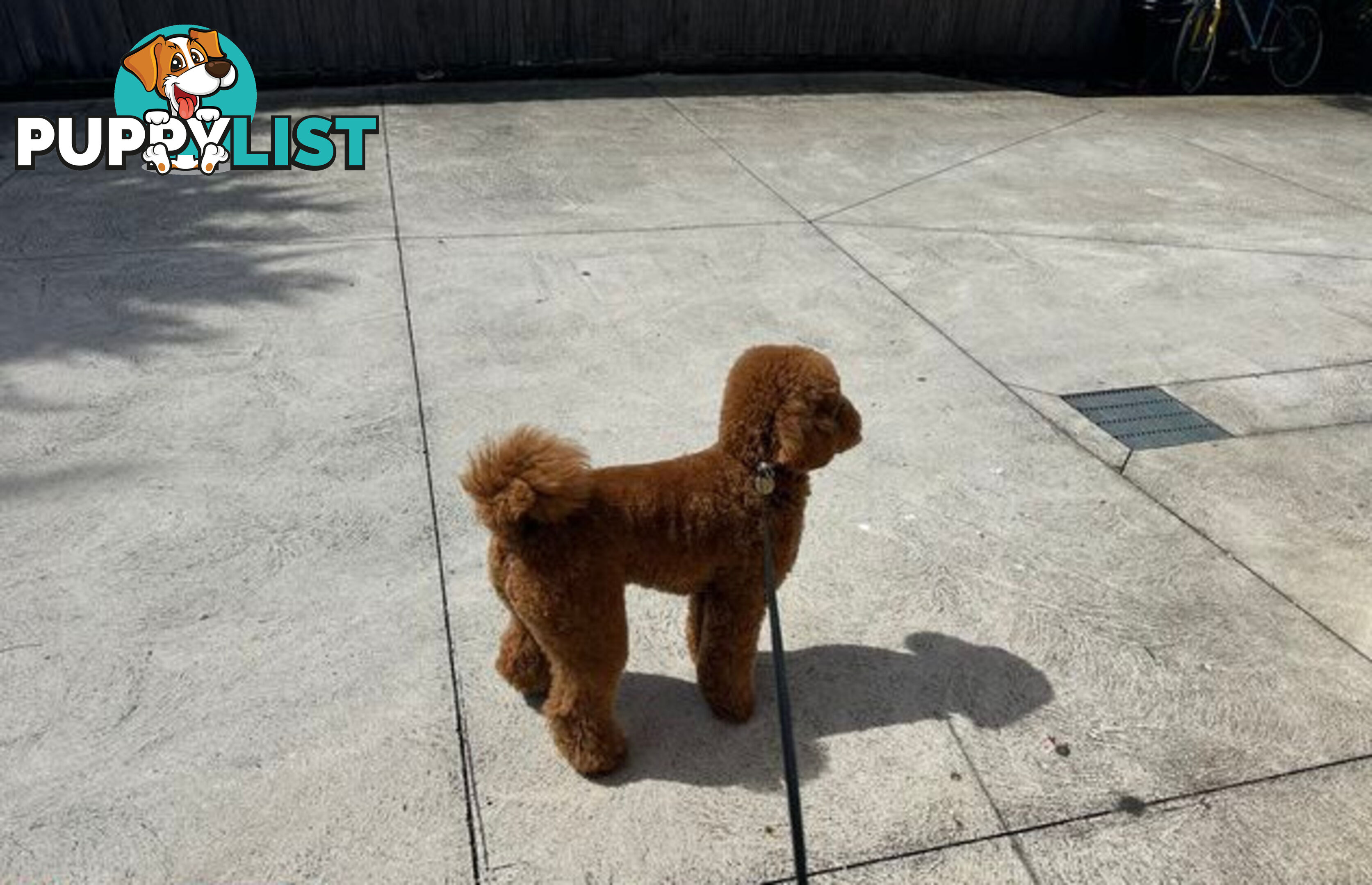 Miniature poodle stud service dna/pra clear