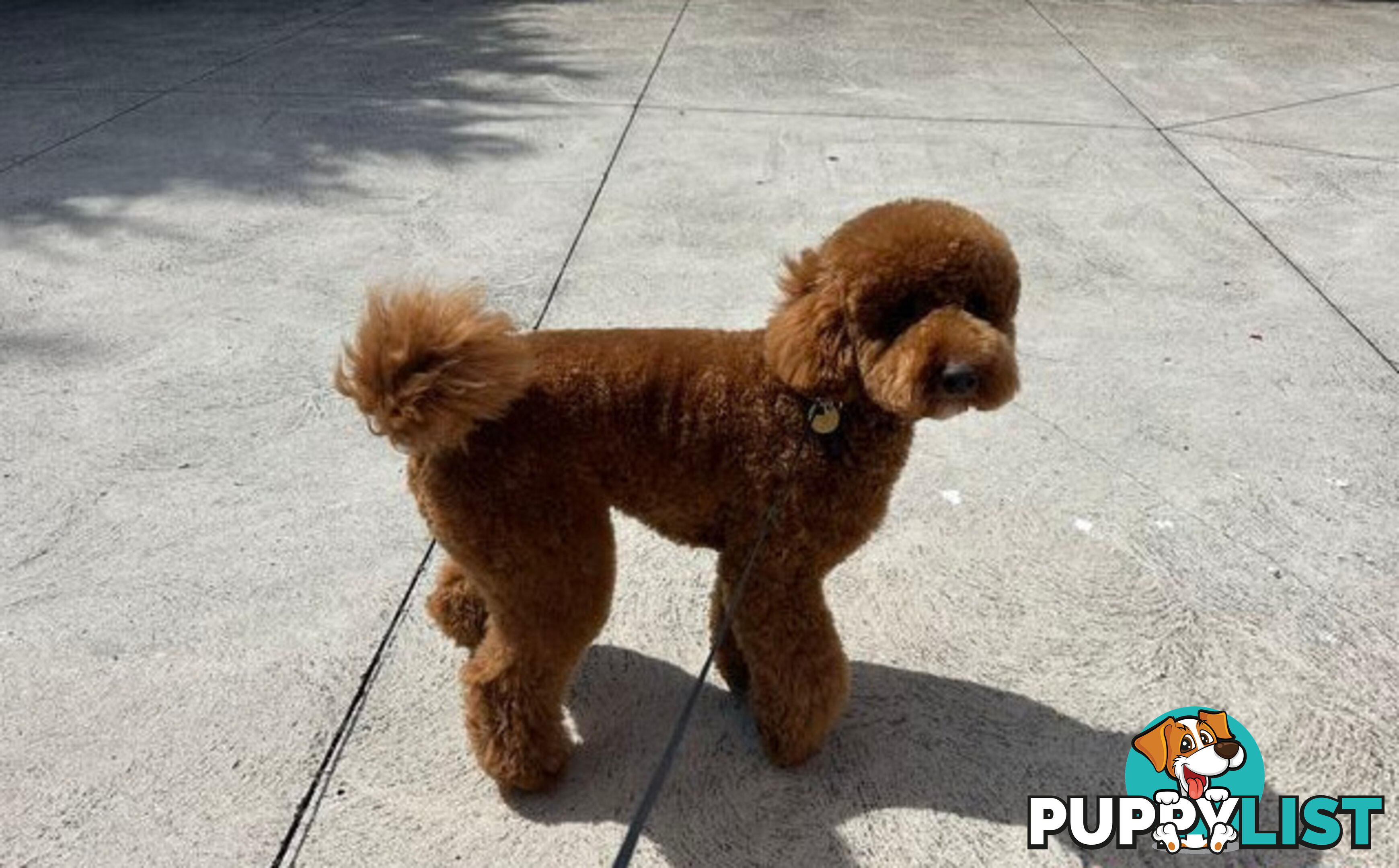 Miniature poodle stud service dna/pra clear