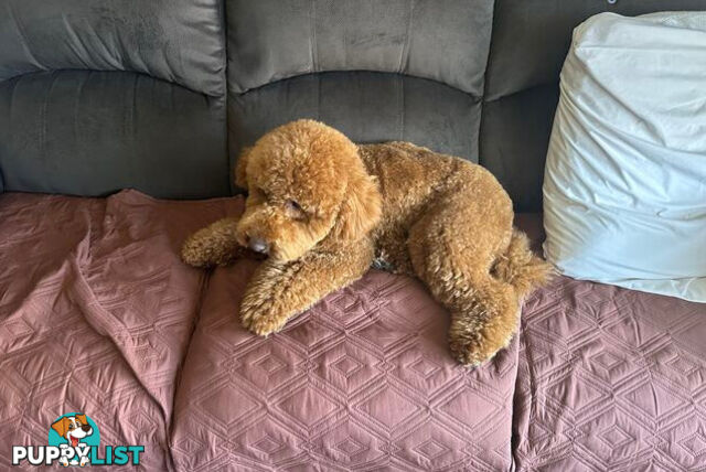 Miniature poodle stud service dna/pra clear