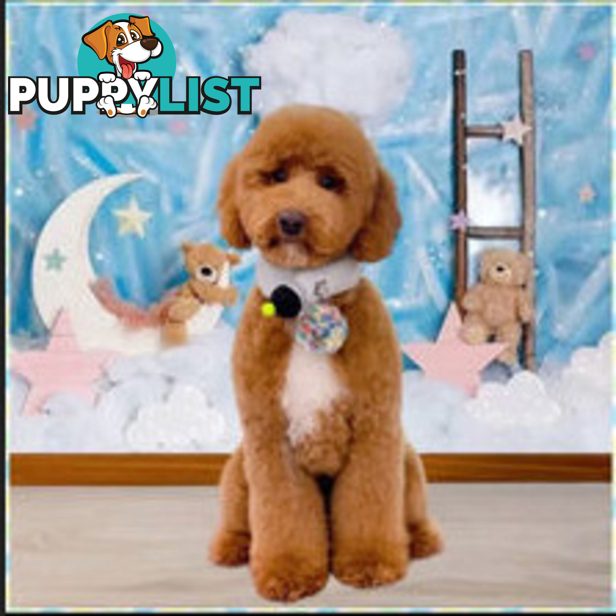 Miniature poodle stud service dna/pra clear