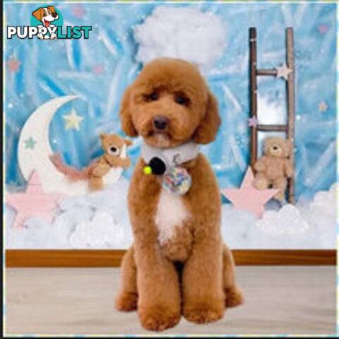 Miniature poodle stud service dna/pra clear