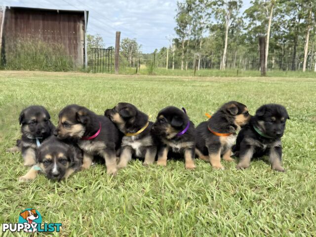 Purebred German Shepherd