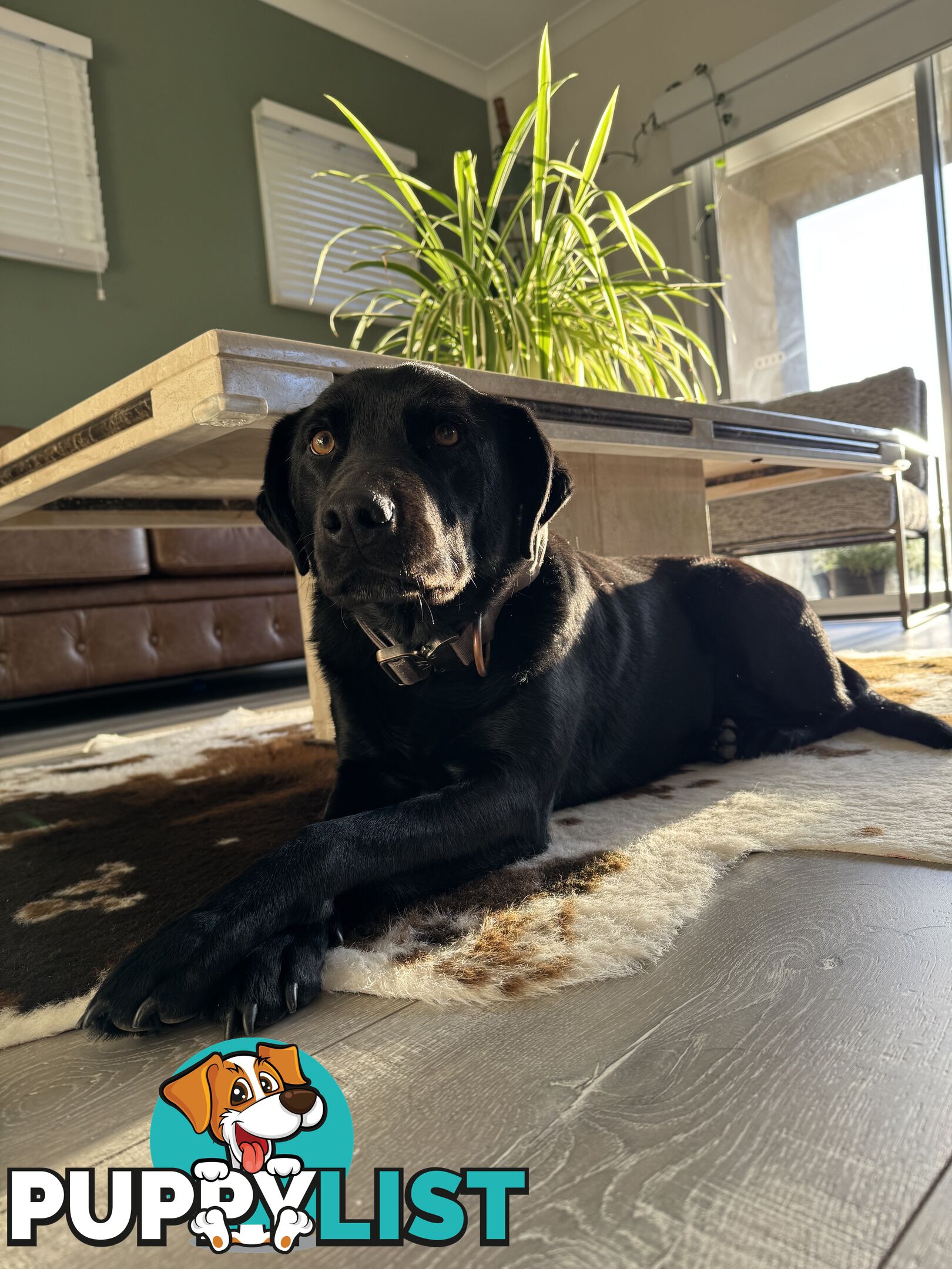 Black female Labrador x kelpie