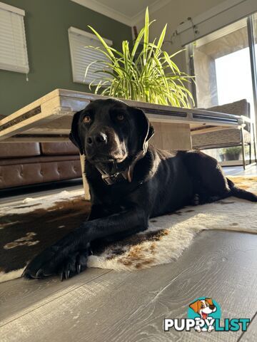 Black female Labrador x kelpie