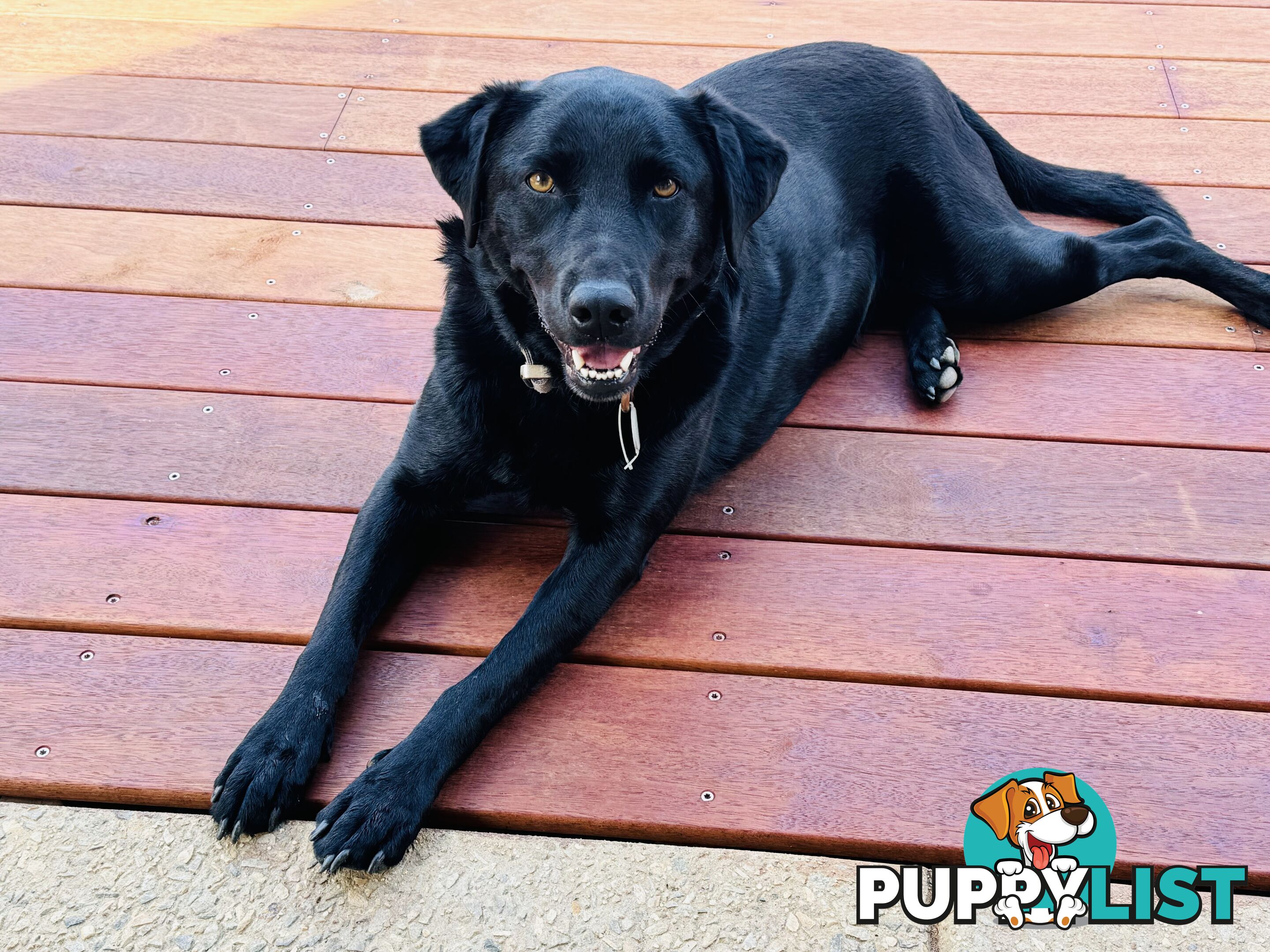 Black female Labrador x kelpie