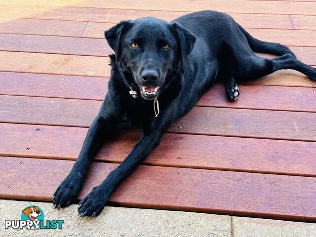 Black female Labrador x kelpie
