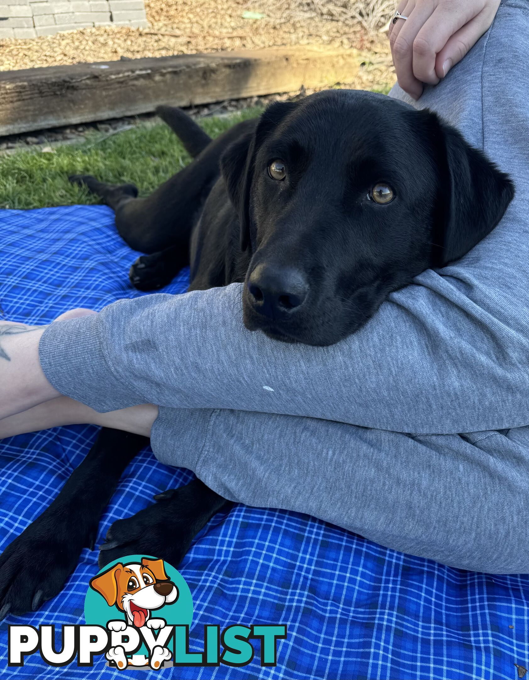 Black female Labrador x kelpie