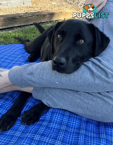 Black female Labrador x kelpie