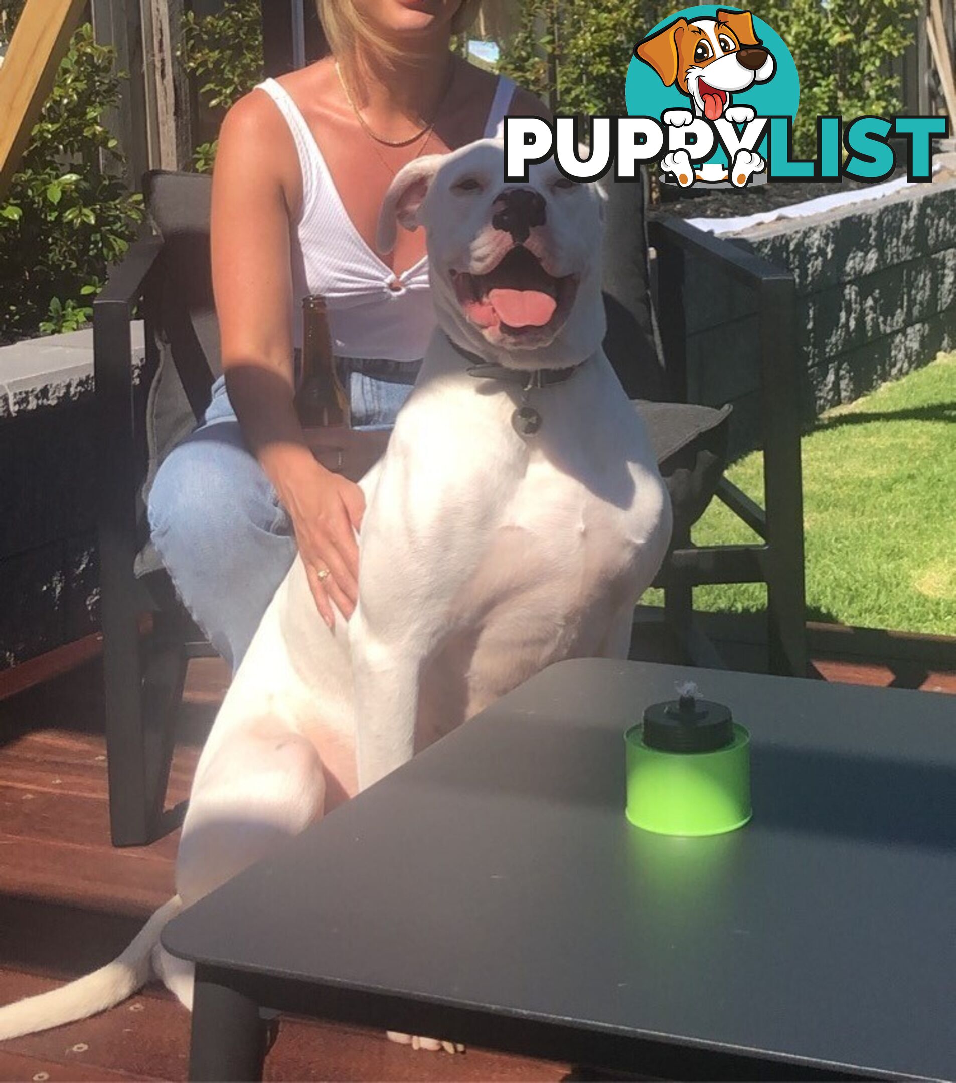 American bulldog rehome