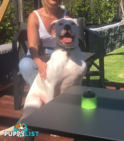 American bulldog rehome