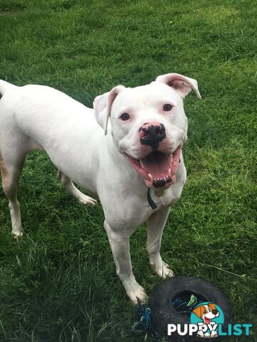 American bulldog rehome