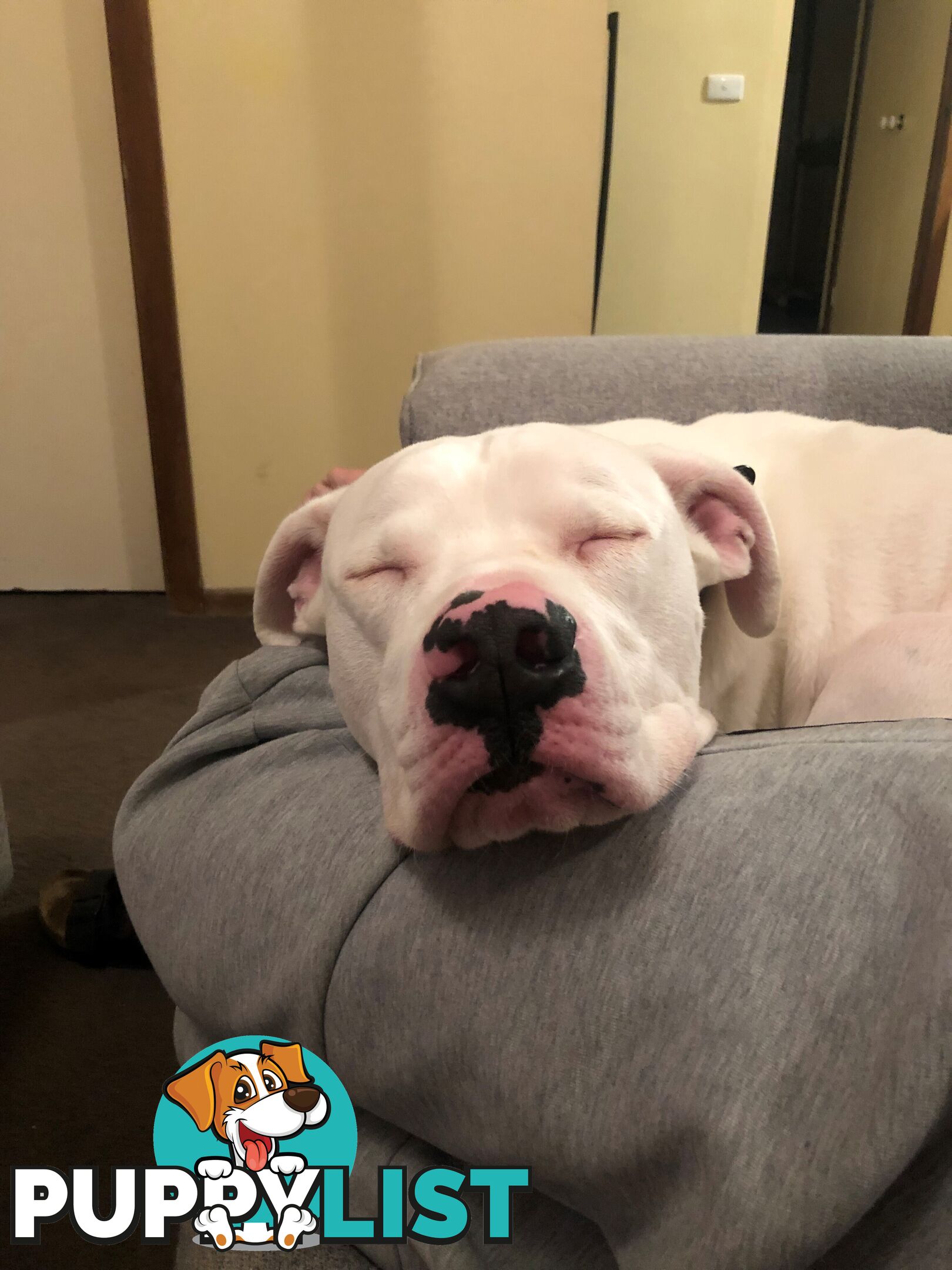 American bulldog rehome