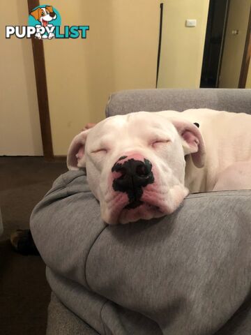 American bulldog rehome