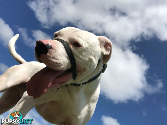 American bulldog rehome