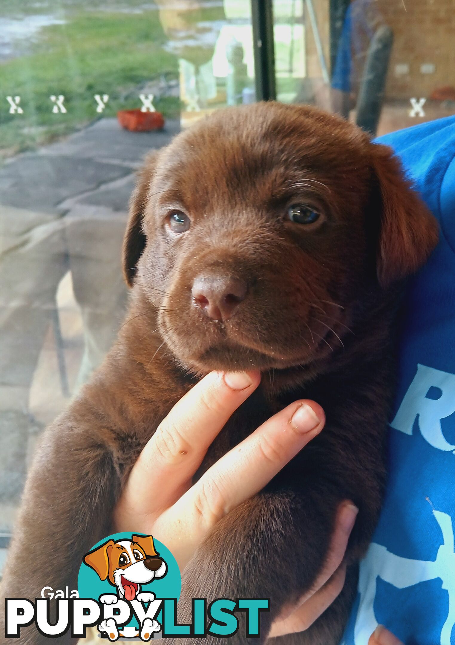 Labrador Puppies