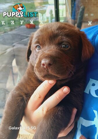 Labrador Puppies