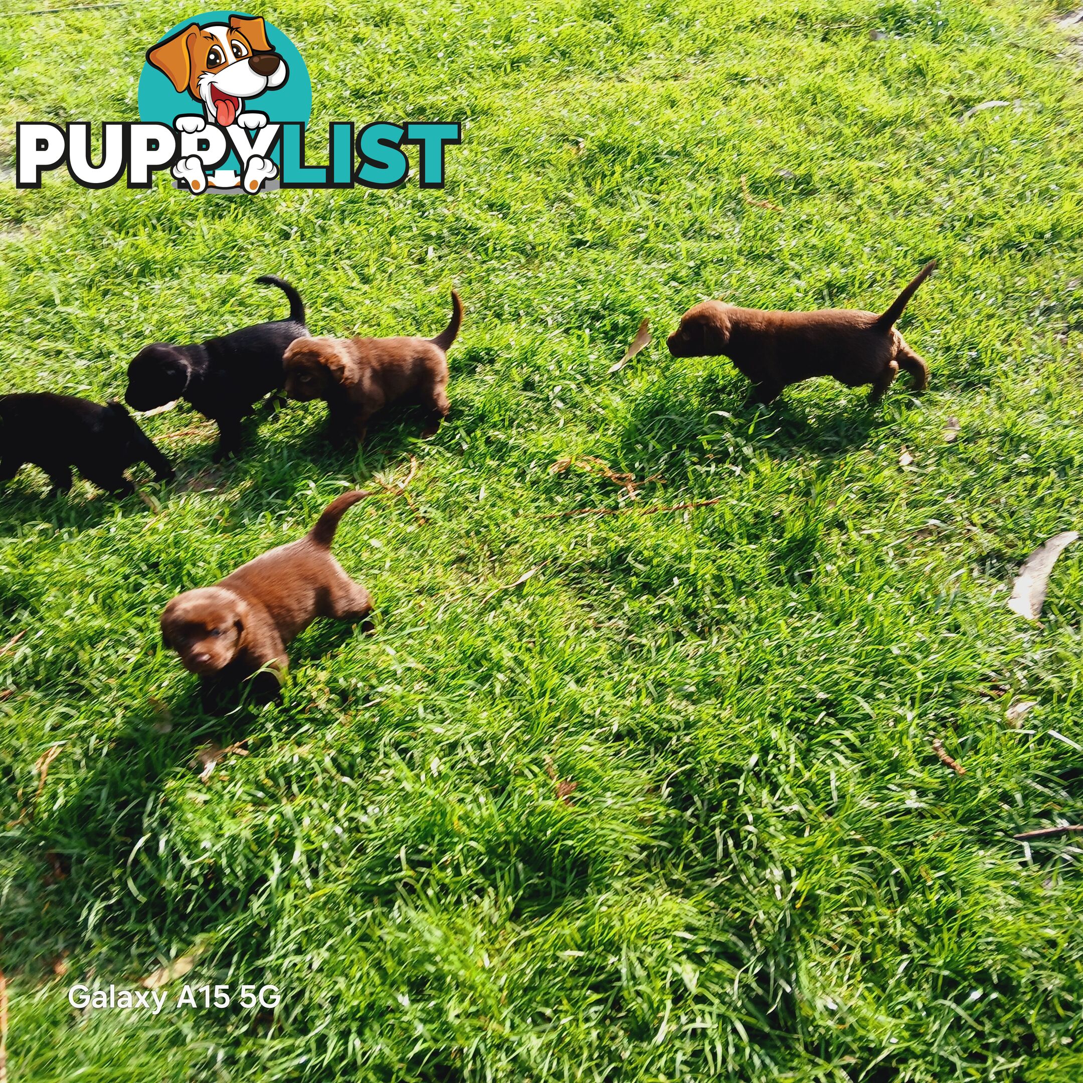 Labrador Puppies