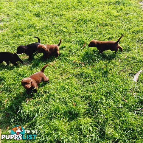 Labrador Puppies