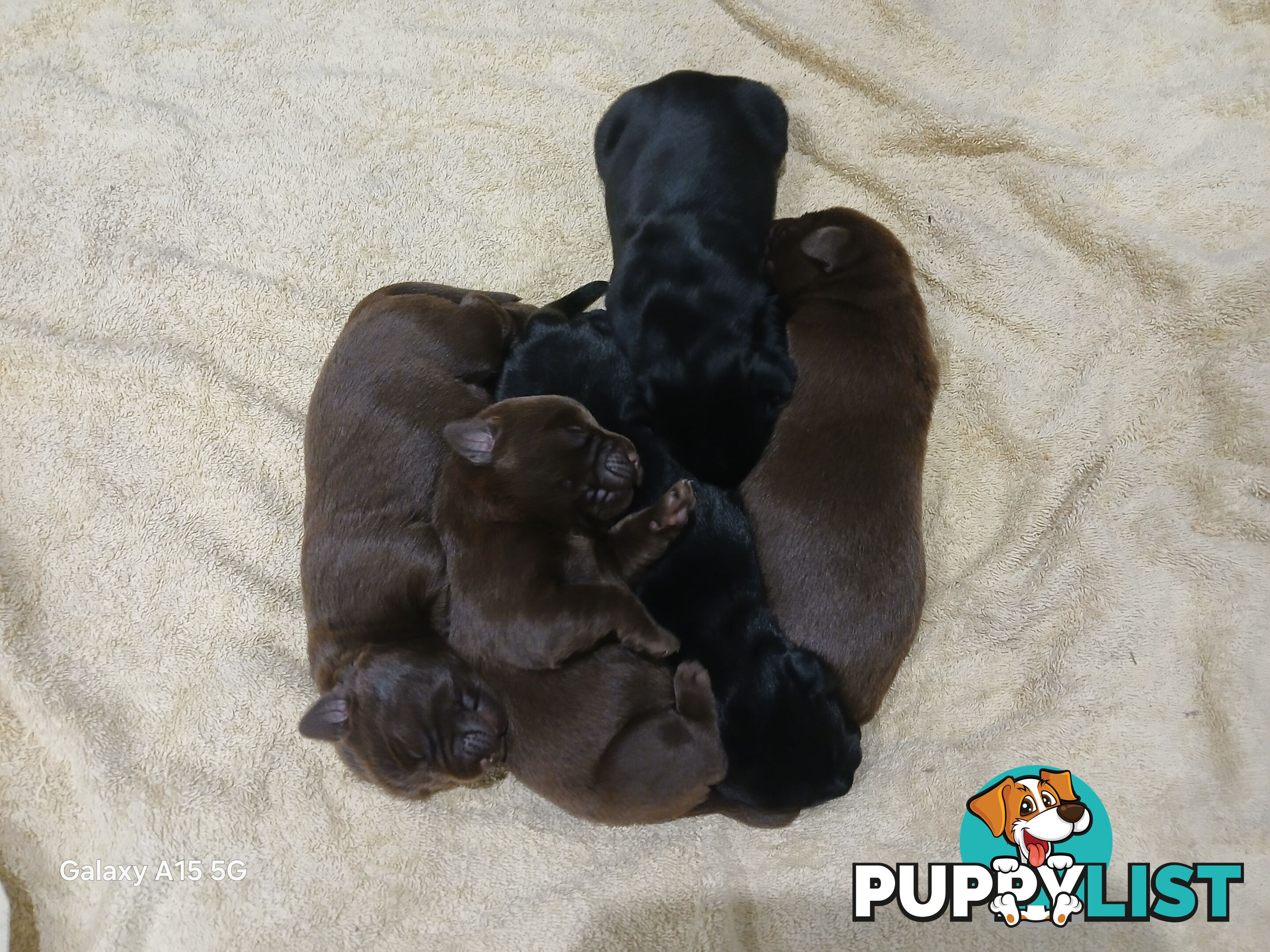 Labrador Puppies