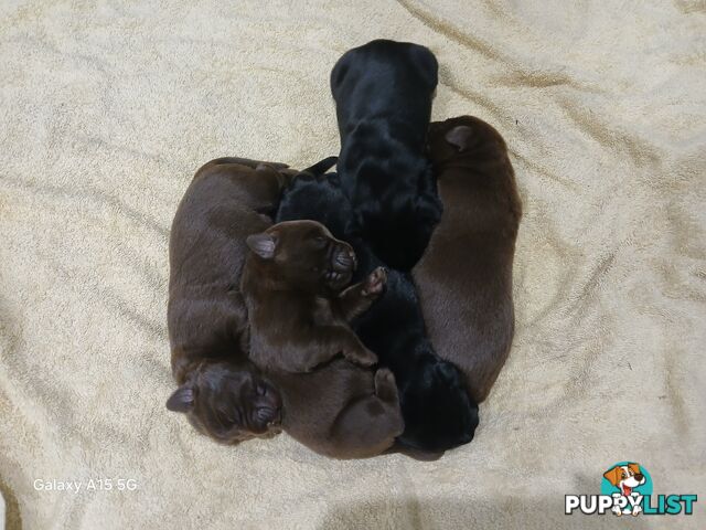 Labrador Puppies