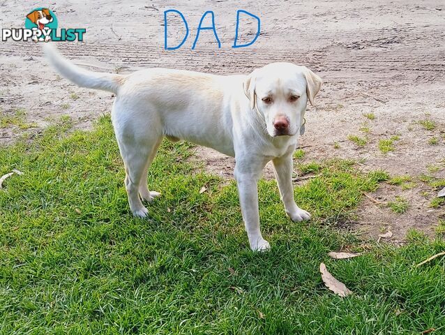 Labrador Puppies