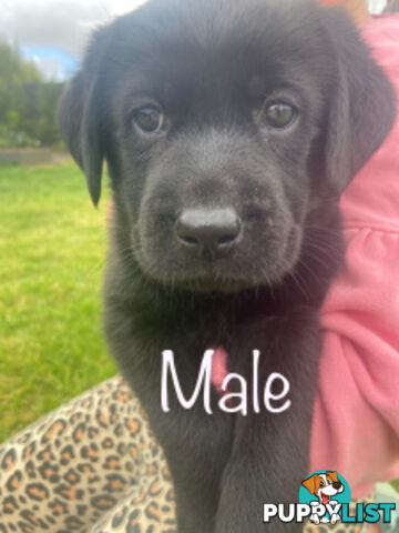 Chocolate, Black and Yellow Pure bred labrador pups for sale