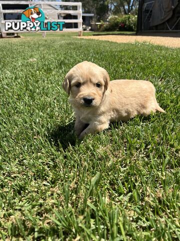 Pure breed golden retriever