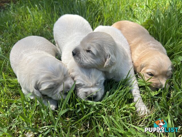 Pure breed golden retriever