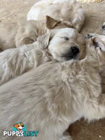 Pure breed golden retriever