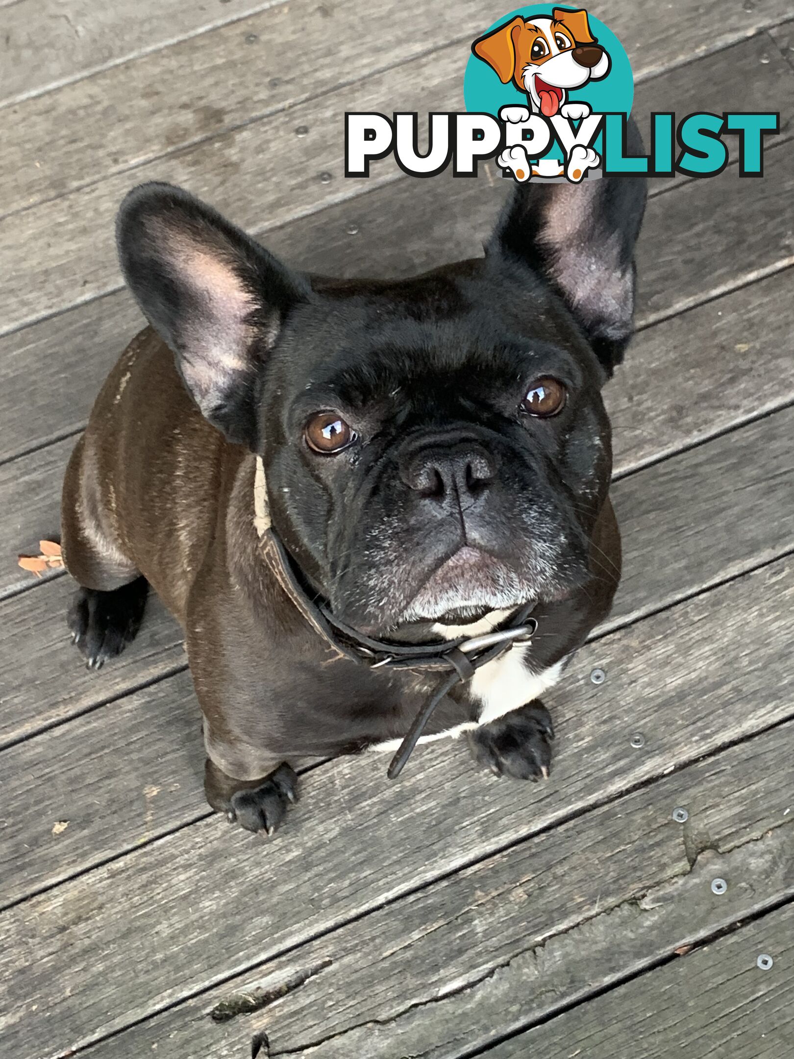Pure Breed French Bulldog