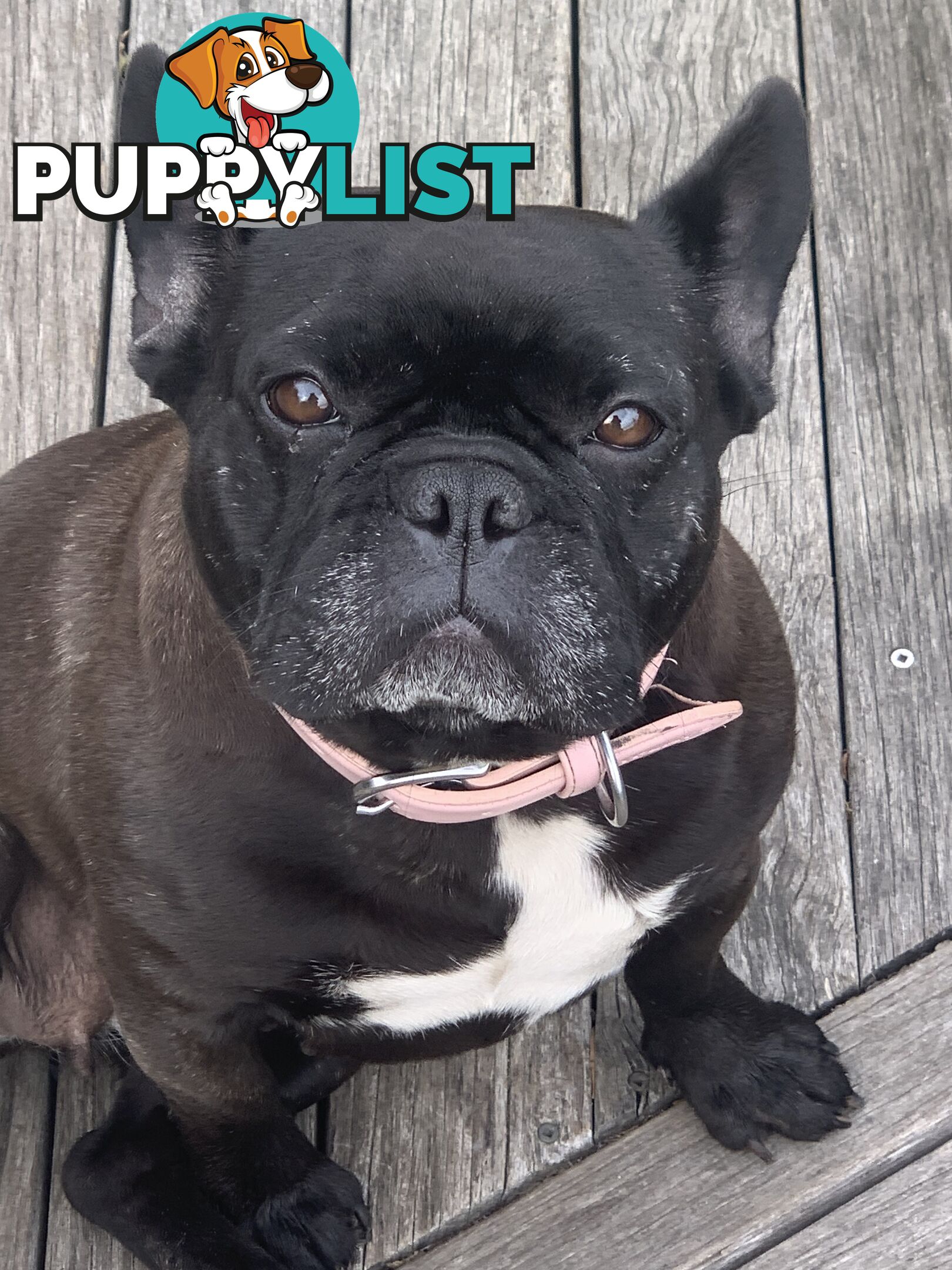 Pure Breed French Bulldog