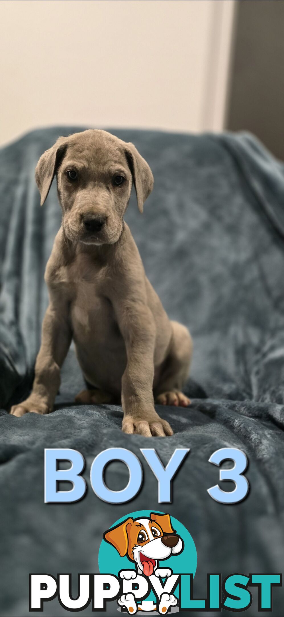 Pure-Bred Great dane puppys