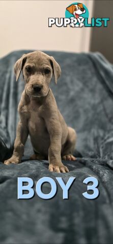 Pure-Bred Great dane puppys