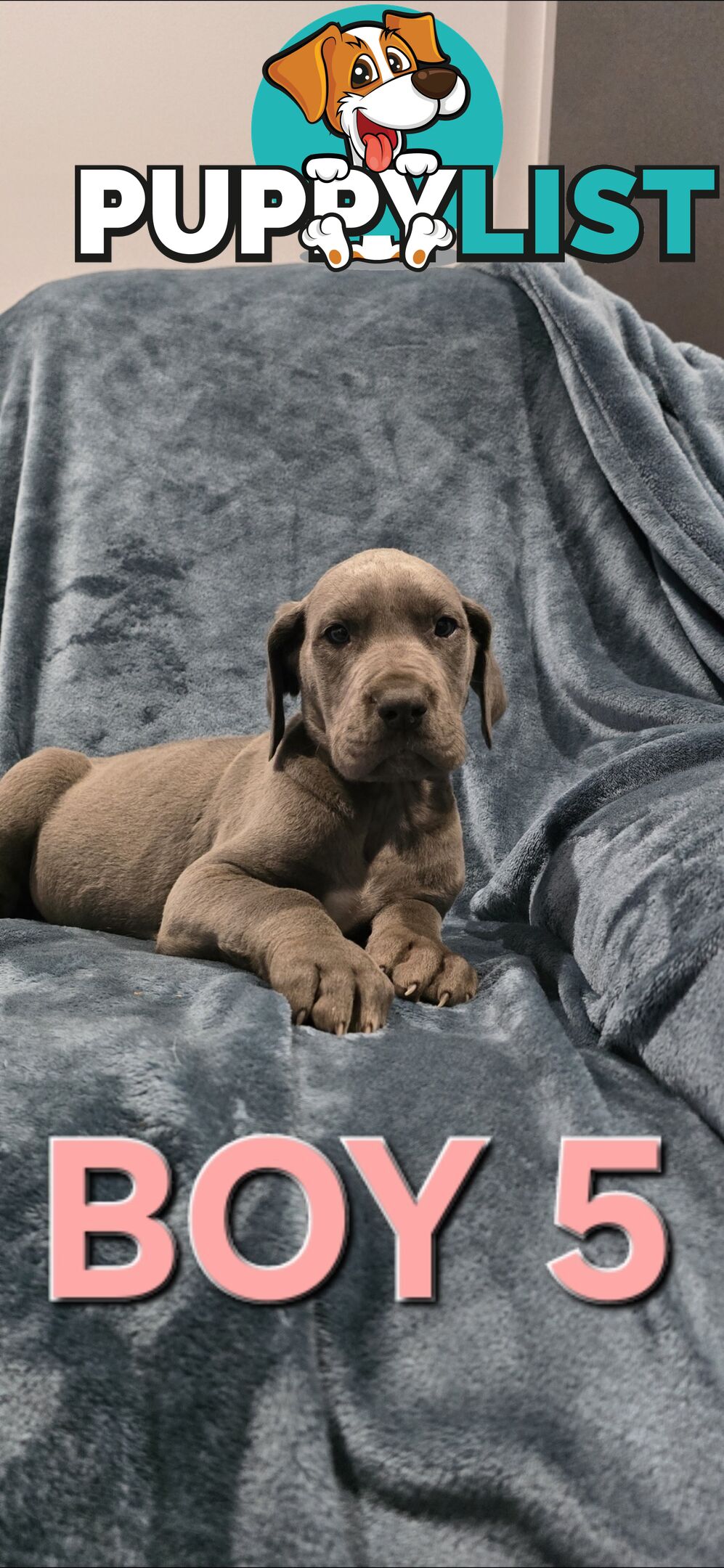 Pure-Bred Great dane puppys