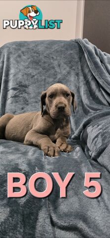 Pure-Bred Great dane puppys
