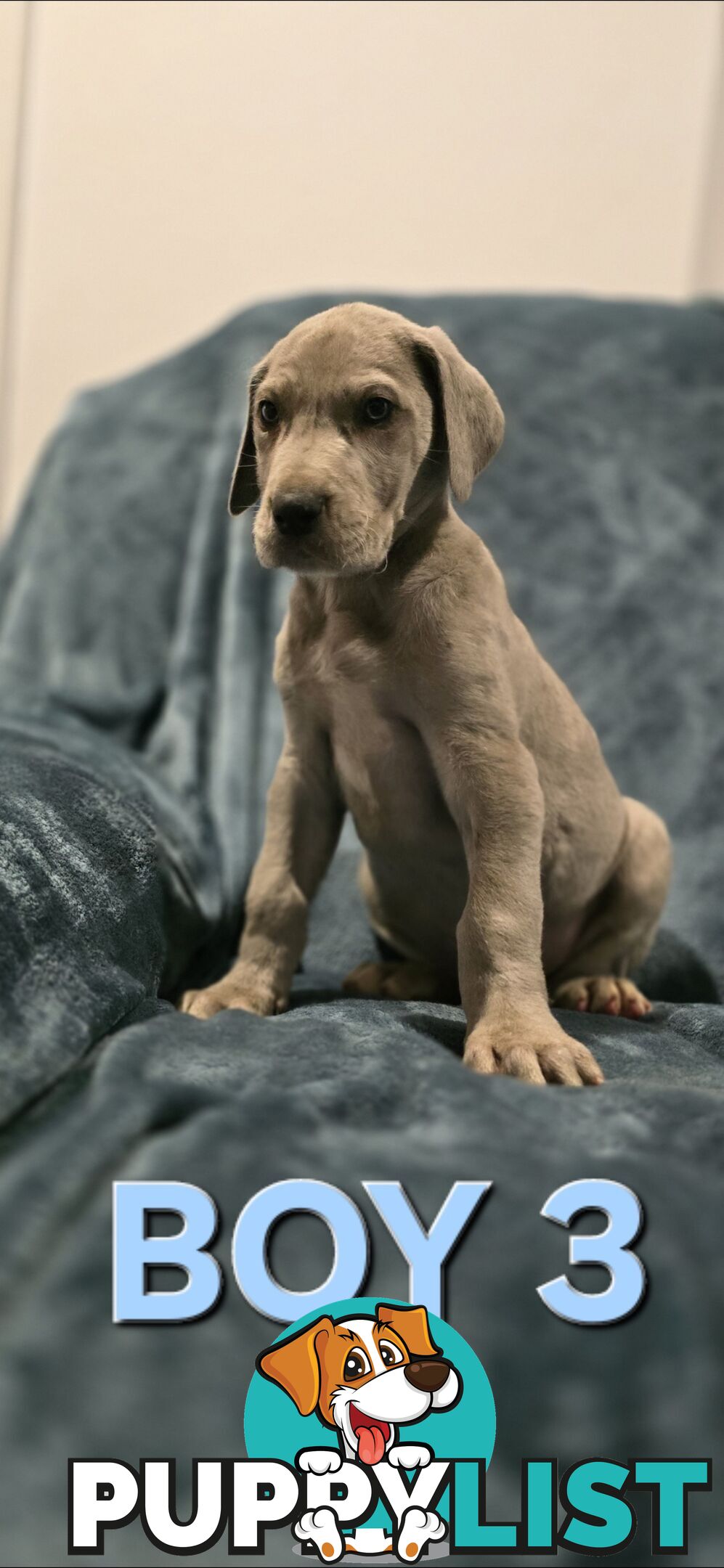 Pure-Bred Great dane puppys