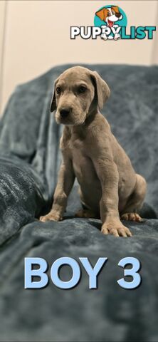 Pure-Bred Great dane puppys