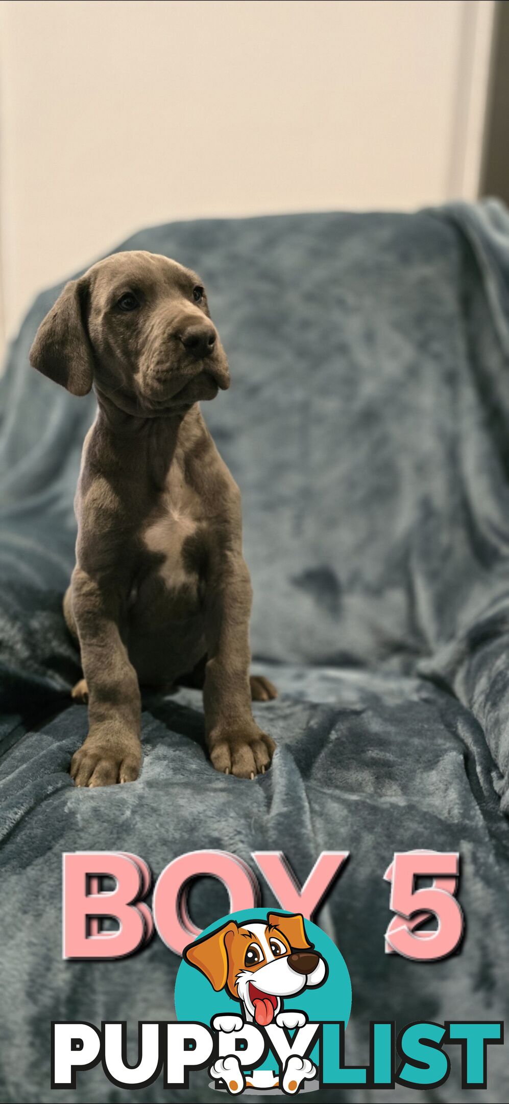 Pure-Bred Great dane puppys