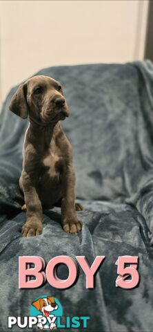 Pure-Bred Great dane puppys