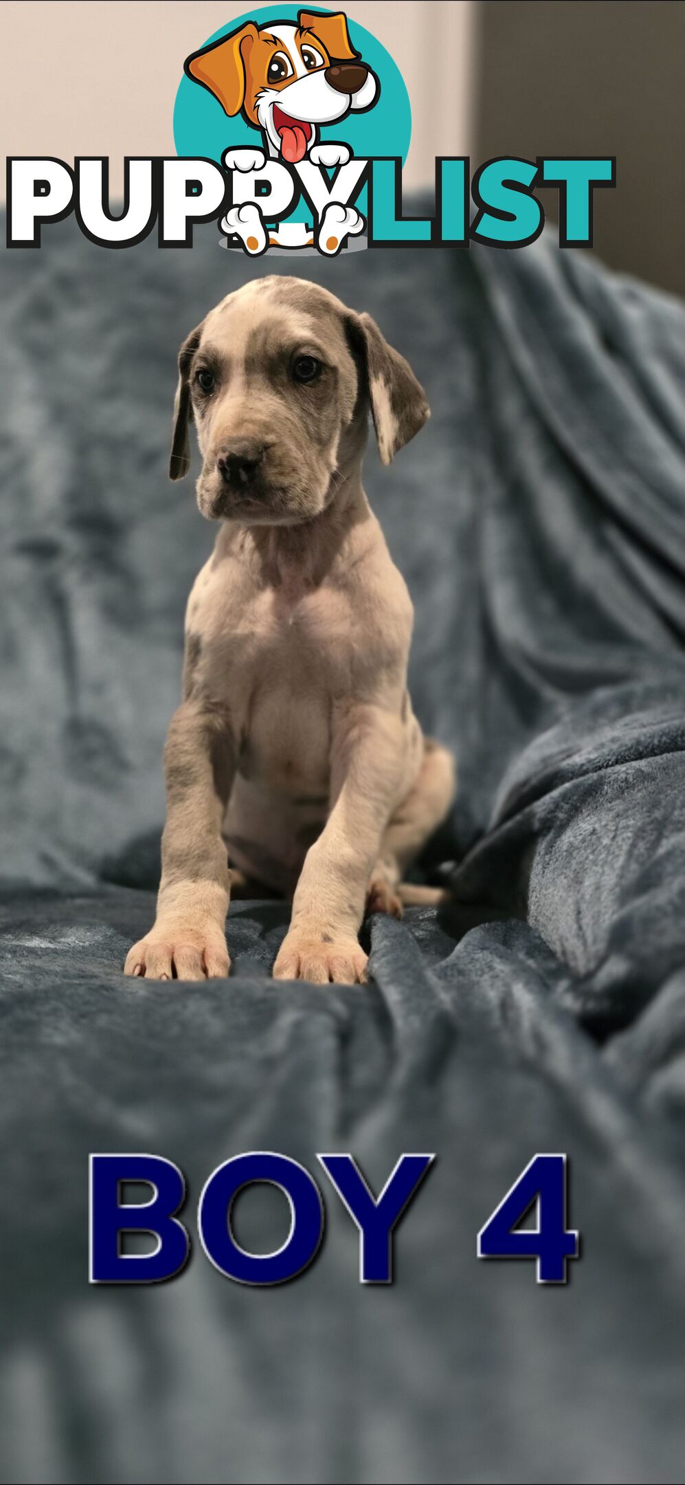 Pure-Bred Great dane puppys