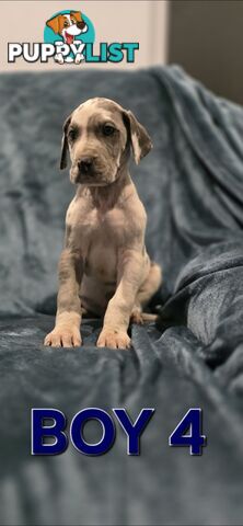 Pure-Bred Great dane puppys