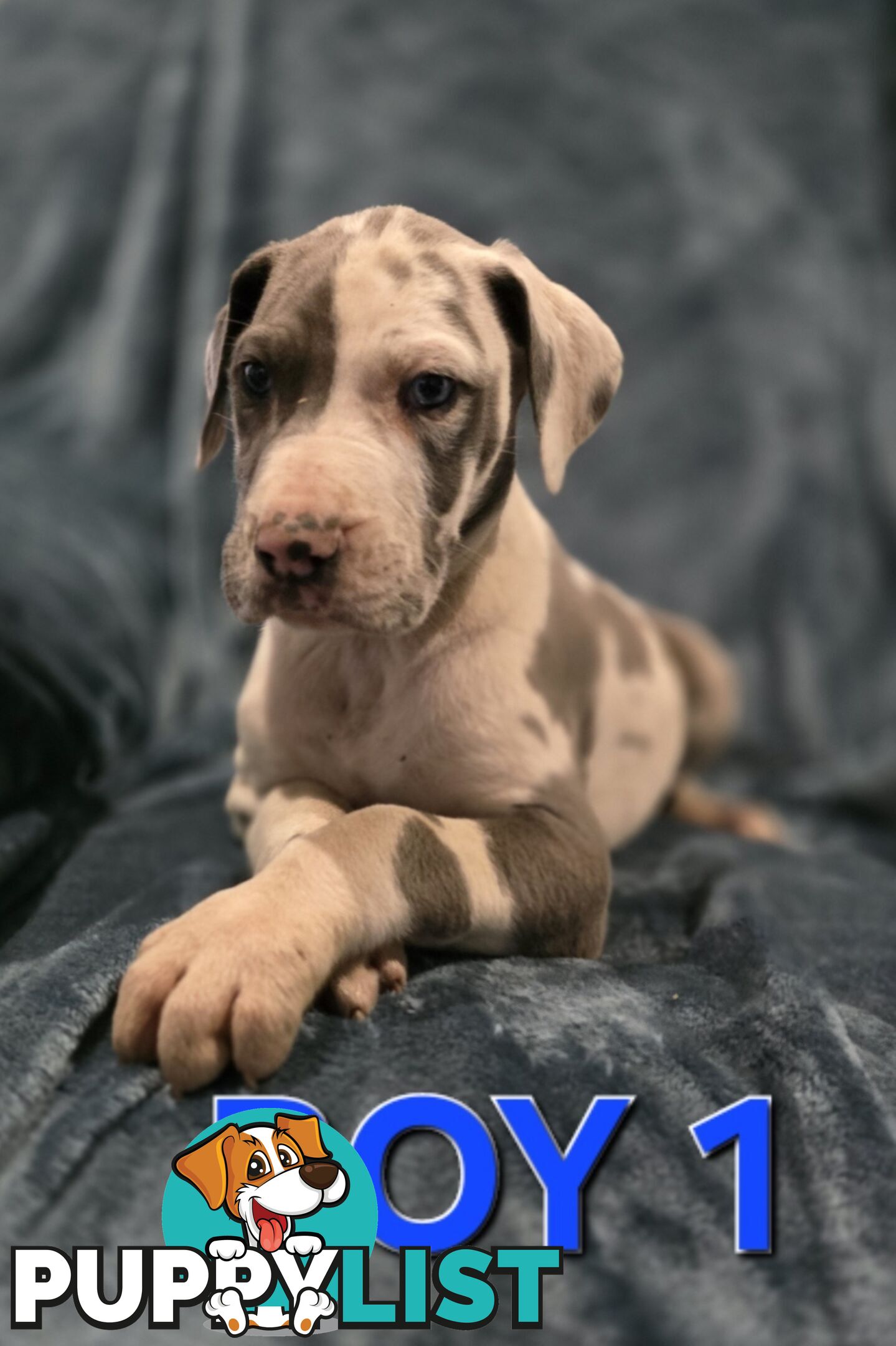 Pure-Bred Great dane puppys