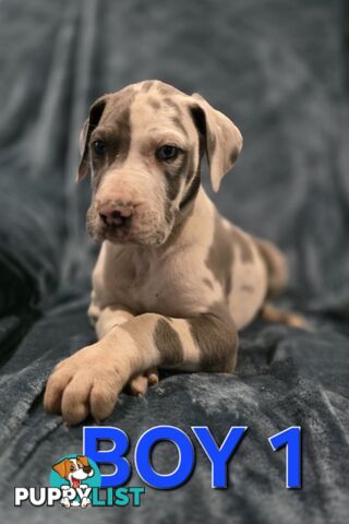 Pure-Bred Great dane puppys