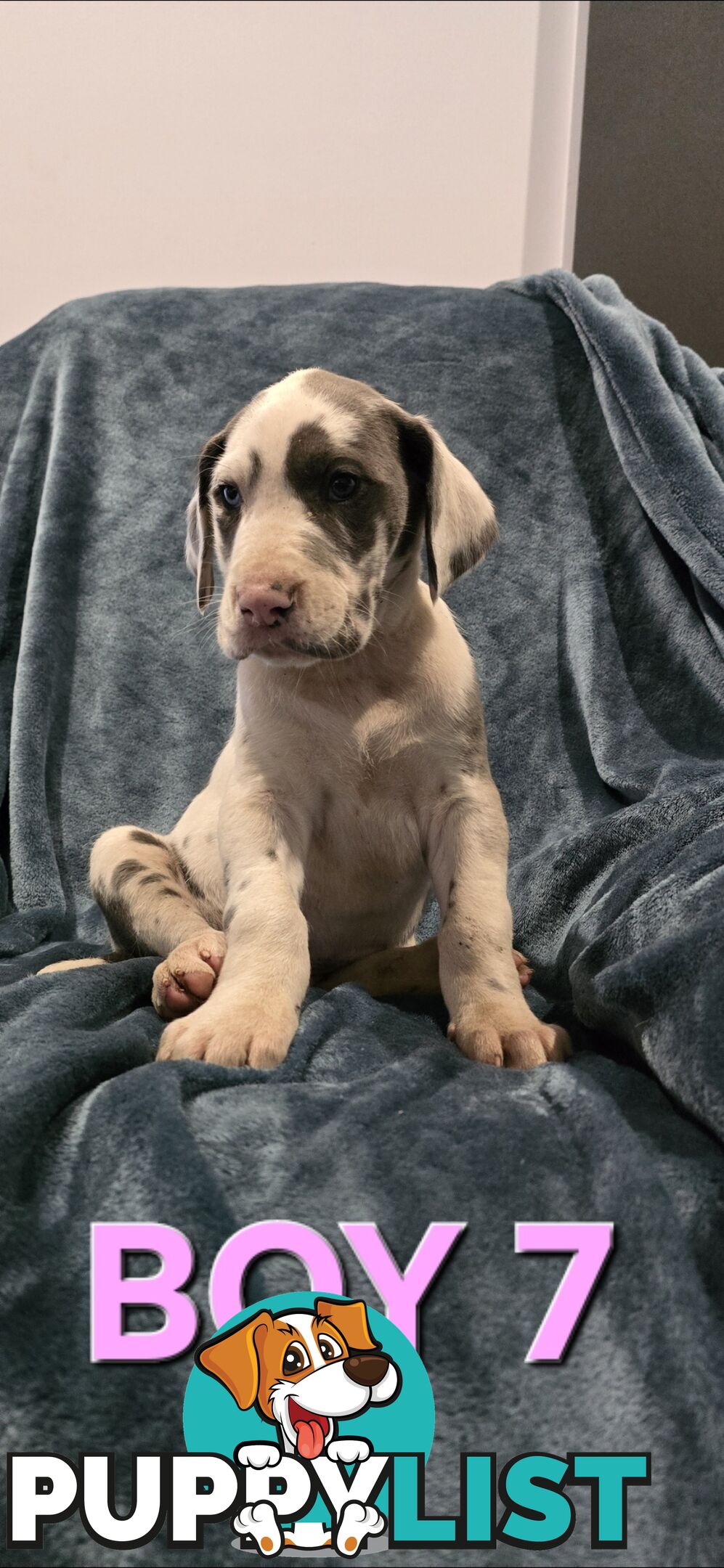 Pure-Bred Great dane puppys