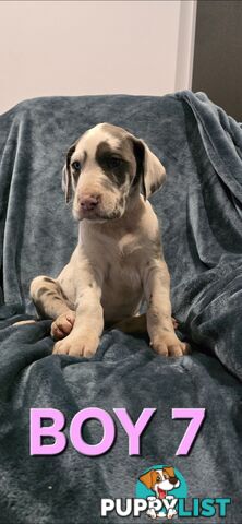 Pure-Bred Great dane puppys