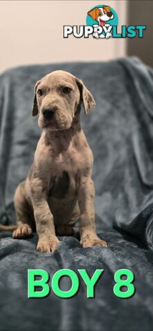 Pure-Bred Great dane puppys