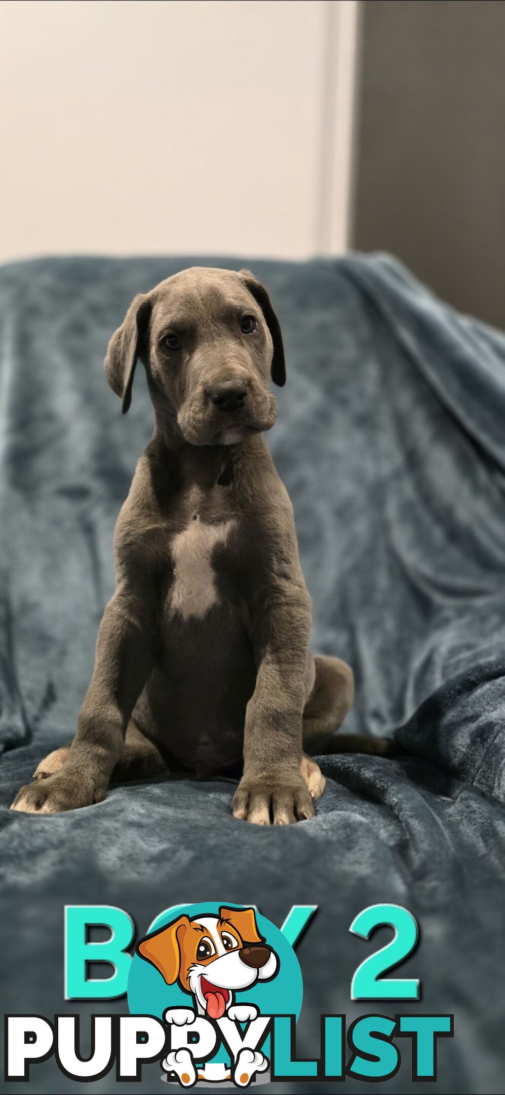 Pure-Bred Great dane puppys