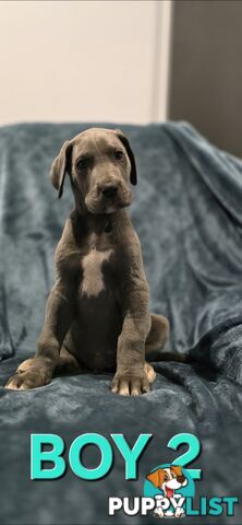 Pure-Bred Great dane puppys