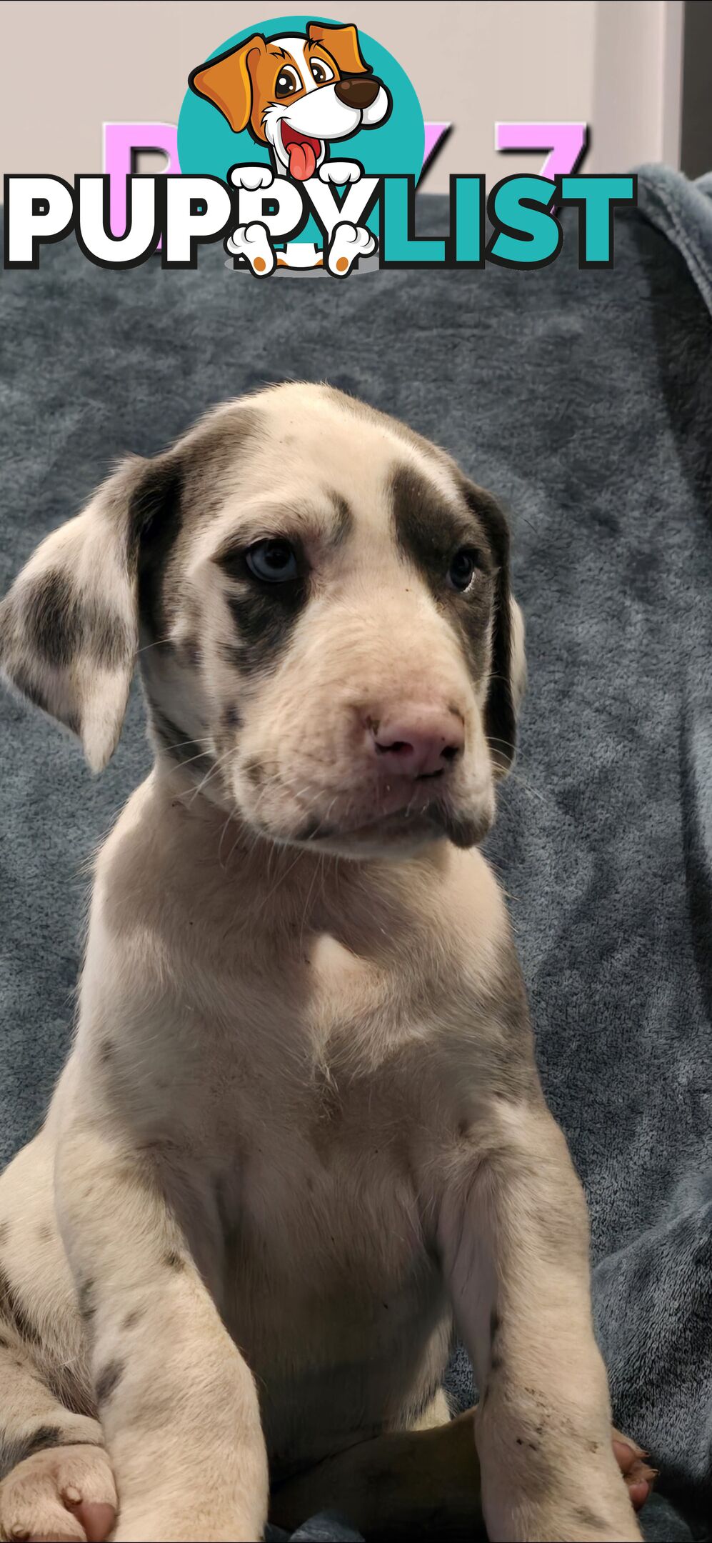 Pure-Bred Great dane puppys