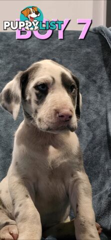 Pure-Bred Great dane puppys